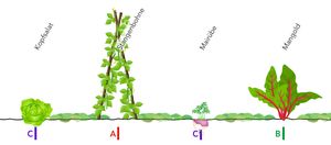 Reihenmischkultur nach Gertrud Franck