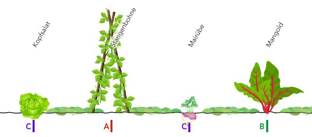 Ausschnitt aus dem Beetplaner grove.eco für Reihenmischkultur nach Gertrud Franck