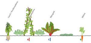 Reihenmischkultur nach Familie Langerhorst