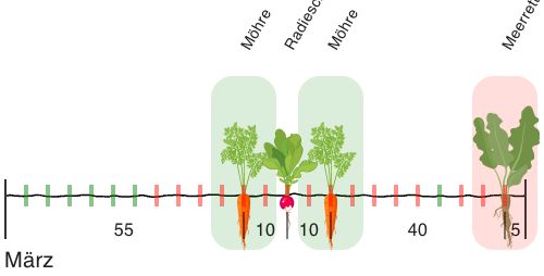 Pflanzung im Beet plazieren.