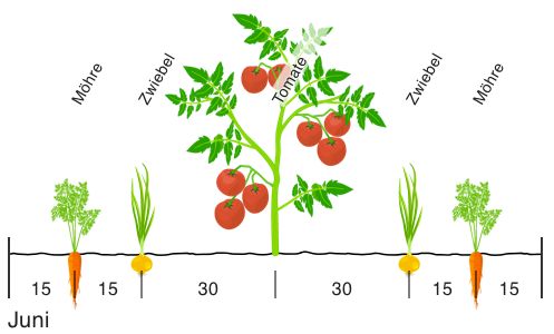 Darstellung eines Beets in grove