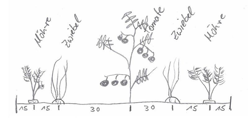 Zeichnung eines Beets von der Seite
