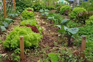 Grove ist da – der Beetplaner für deine Mischkultur ist ab jetzt verfügbar!