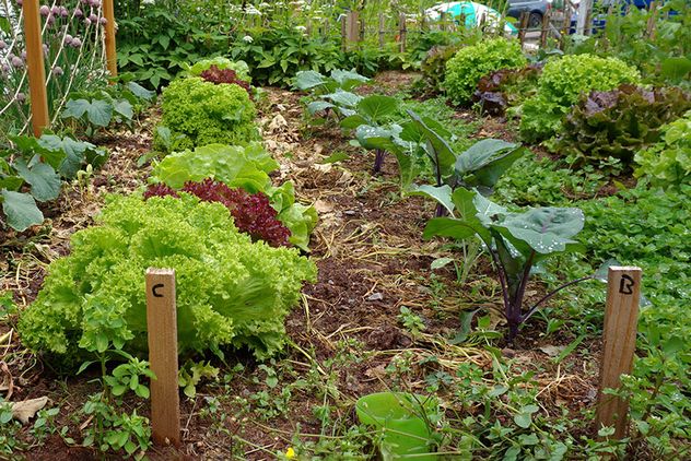 Reihenmischkultur nach Familie Langerhorst