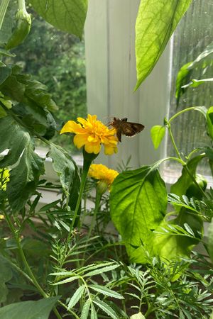 Fruchtfolge und Mischkultur im Gewächshaus